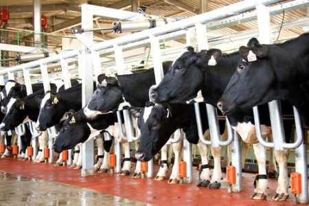 Với hơn 22.000 con bò, được quản lý hoàn toàn bằng máy móc và công nghệ hiện đại của Israel, TH True Milk tự tin về vị trí số 1 trong thị trường sữa tươi sạch tại Việt Nam (Ảnh: IE).